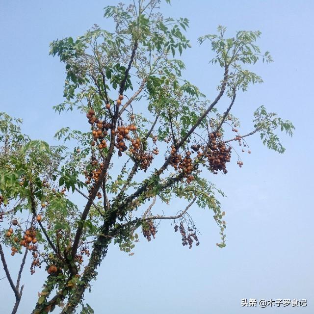 哪里有种植苦莲子树的