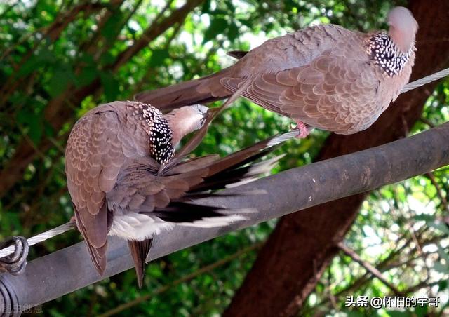 斑鸠的祖先是什么鸟，农村斑鸡很常见，近日为何不见踪影