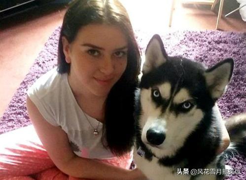 二货哈士奇搞笑图片:饲养哈士奇，你有什么感受？