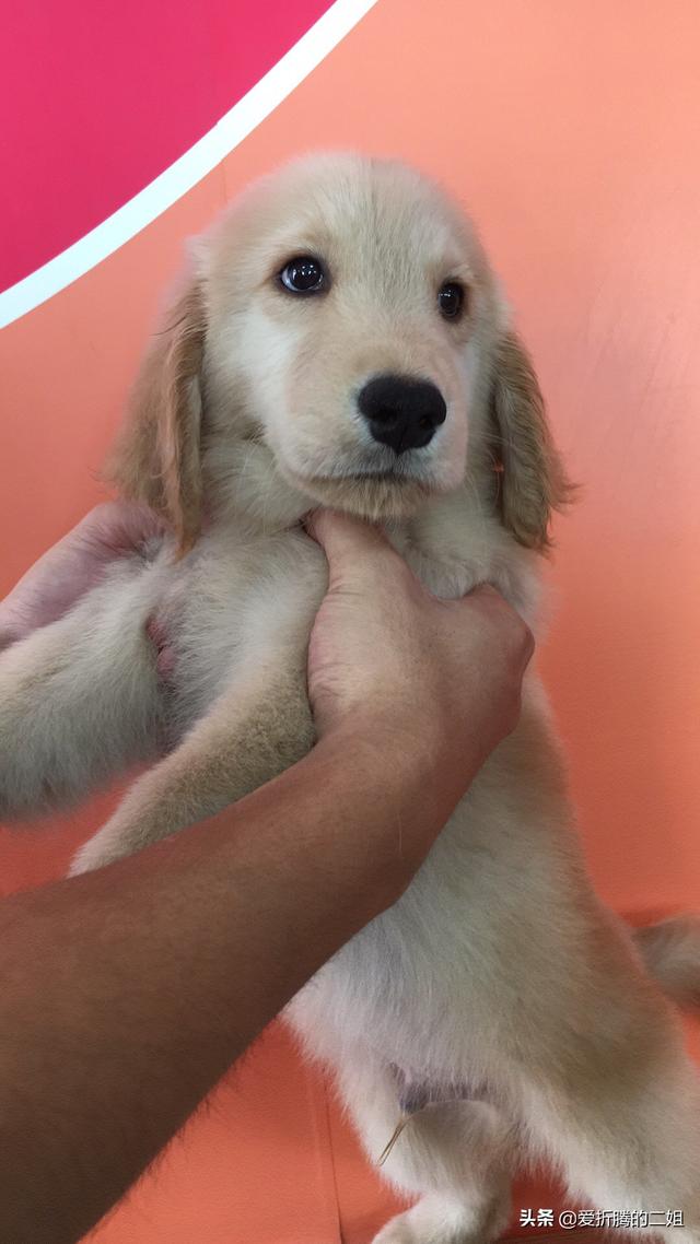 金毛狗图片:怎么挑选金毛幼犬？养狗经验不多？