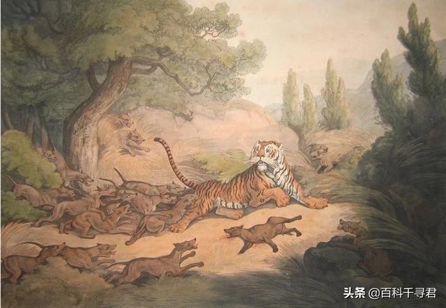 狞猫能打过狼吗:老虎真的像俗话说的一样打不过一群豺狼吗？