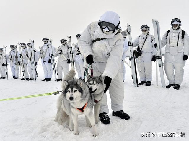 央视格陵兰犬的纪录片:如果把哈士奇拉到部队去做军犬，结果会怎样？