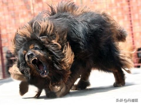 枣强藏獒吧:在路上遇到凶恶的藏獒怎么办？