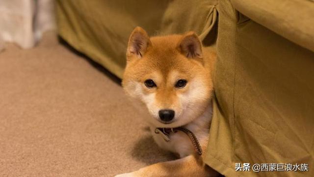 柴犬智商6:“戏精”柴犬的活动量如何，值得饲养吗？