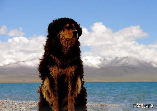 獒:巴西菲勒和巴西獒是一种犬吗？