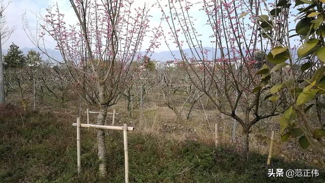 有没有比较有品味的歌推荐一下？