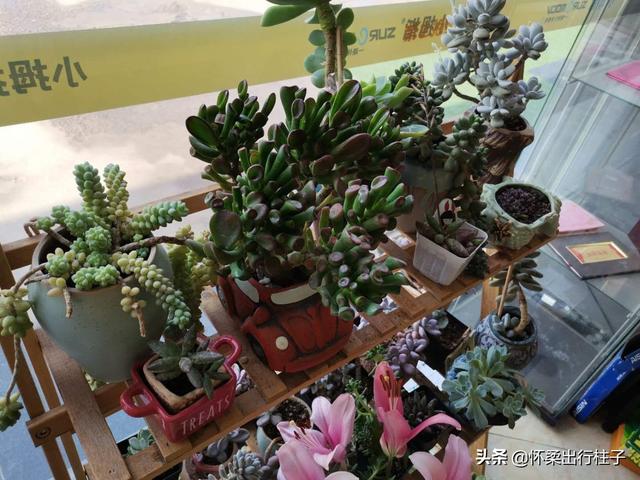 冰灯玉露繁殖:冰灯玉露繁殖方法 不同品种的多肉植物价格也不同，哪个品种最贵？