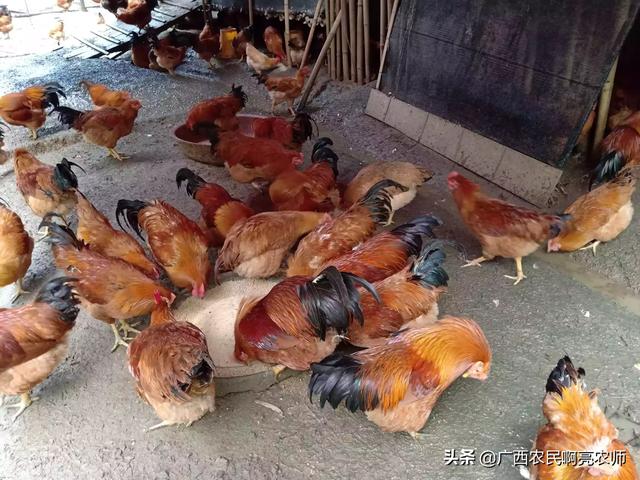 2020西施犬价格行情:2020肉鸡价格下跌，100元4只随处可见，后期能否上涨？