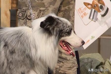 陨石苏格兰牧羊犬图片欣赏:陨石色边牧怎样辨别好坏？