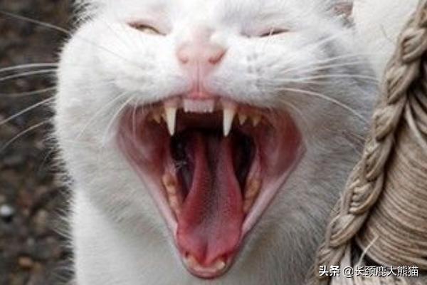 卡尔特猫的猫窝里面很臭:养猫家庭如何减少猫的异味？ 卡尔特猫是短鼻猫吗
