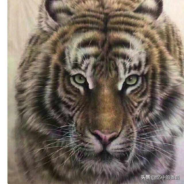 毛老虎:毛老虎的功效与作用 工笔老虎怎样能画出毛质的感觉？