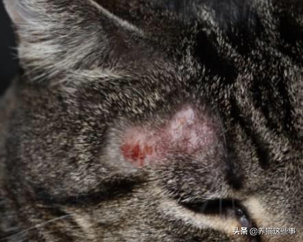 猫咪舔了皮特芬:小猫肚子上起藓怎么处理？