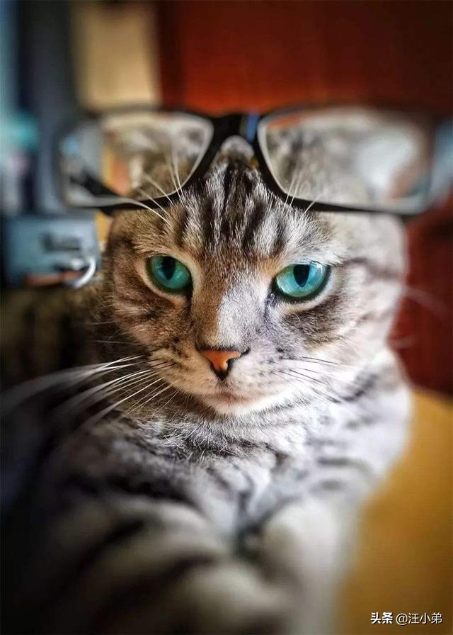 养猫记 by angelo:为什么很多人领养猫的时候都不要成年猫？ 养猫记小说