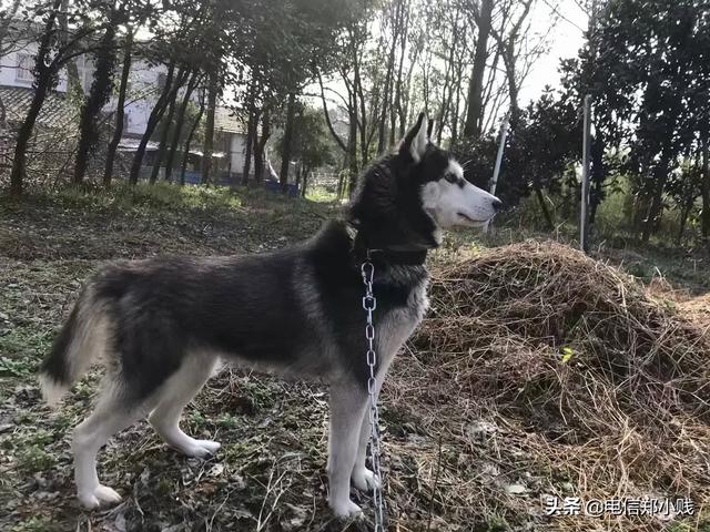 萨摩耶:养萨摩耶好不好？会遇到哪些棘手的烦恼？