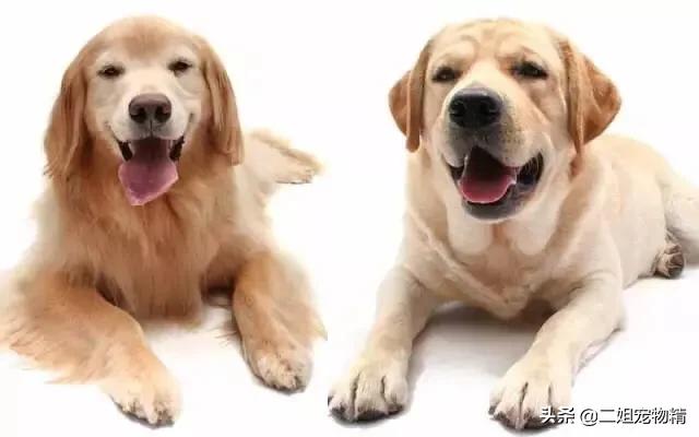 拉布拉多猎犬金毛:拉布拉多犬和金毛谁更可爱？
