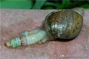 僵尸蚂蚁:真实存在的僵尸蚂蚁，会吃人并感染人类吗？