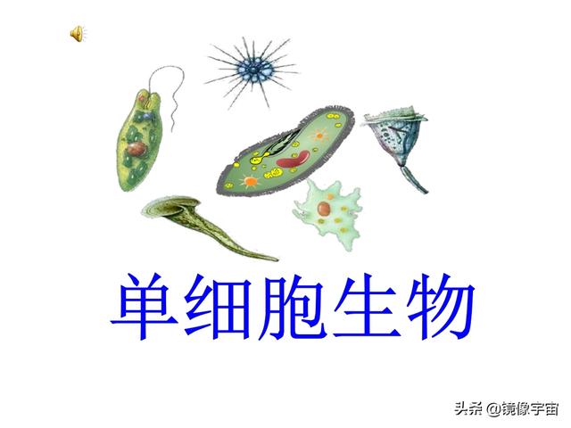 头条问答 世界上最大的单细胞生物有多大 镜像科普的回答 0赞