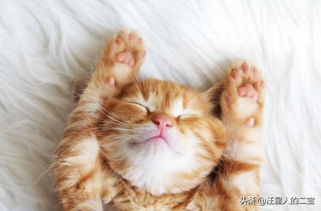 猫狗语言翻译器软件:有什么方法可以知道猫咪在说啥吗？