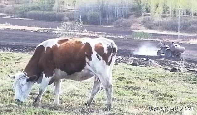 养土黄牛好还是杂交牛好？