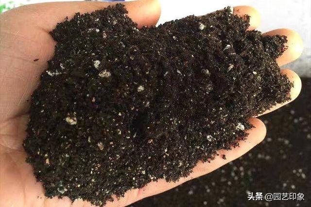 花土里加火山石:盆栽万年青用什么土培好？