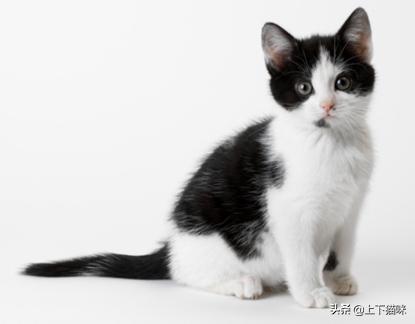 猫咪:你家猫咪有哪些特别的癖好？