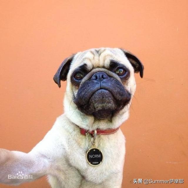 幼犬巴哥犬好养吗:为什么有些人说不要随便养巴哥犬，什么导致的呢？ 幼犬巴哥犬价格