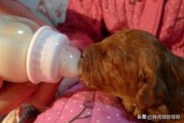 巴哥狗狗分娩视频:宠物狗生狗宝宝时主人应该做些什么？