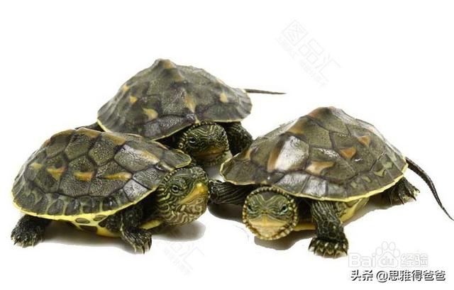 乌龟的种类与名称:新手想养龟，有什么品种推荐？什么途径购买？