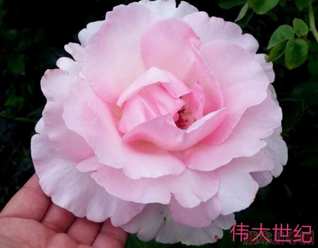 优秀月季花品种介绍百度网:名贵月季十大品种是哪些品种？