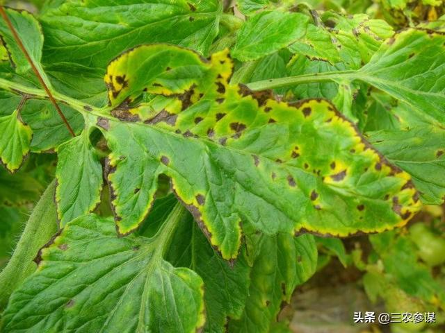 西红柿门:番茄花园是干什么的番茄花园事件究竟是怎么回事
