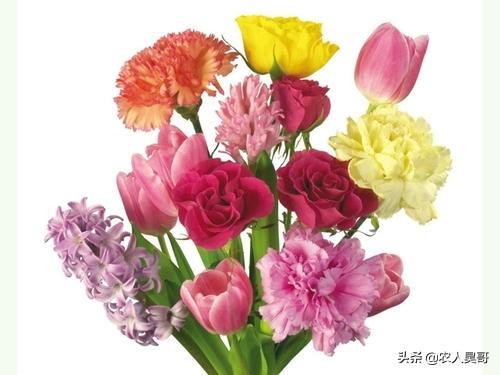 白康乃馨代表的花语是什么:母亲节送康乃馨代表什么意思？
