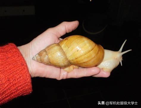 非洲巨蜗牛:蜗牛属于爬行动物还是属于软体动物为什么