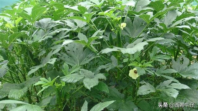 黄蜀葵花和黄秋葵花哪个好:要种植黄秋葵需要掌握哪些实用技术？