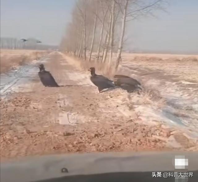 棕榈鹫:秃鹫是一种体型巨大的鸟，它张开翅膀时，可达多少米？