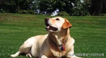 拉布拉多犬介绍:怎样饲养拉布拉多犬，它会更健康呢？