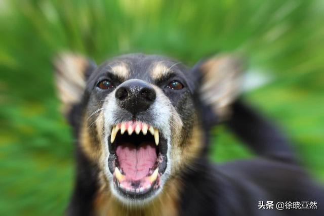 狗茎进入人体图:狂犬病病毒寄存在狗身上，为什么狗会没事？