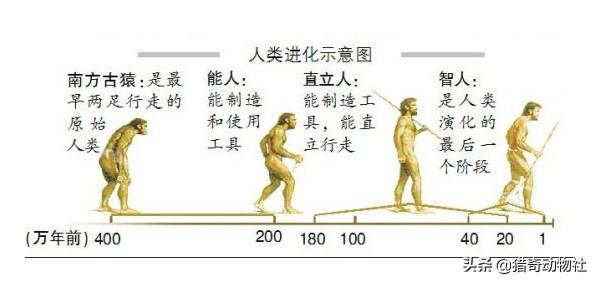 原始人类纪录片全集，原始人真的能狩猎大型食肉动物吗