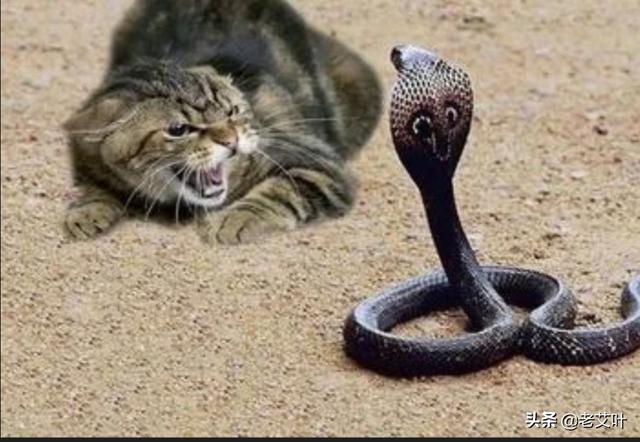 野猫口神龙事件:农村老人说，猫和蛇是死对头，眼镜王蛇能打得过家猫吗
