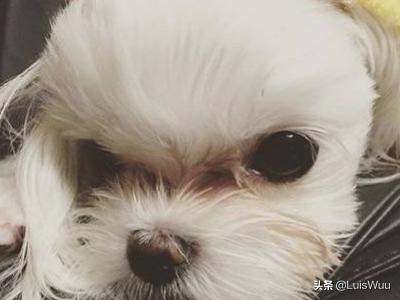 马耳他犬:哪些狗狗运动量小，平时遛弯比较好遛