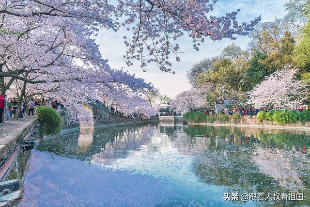 无锡樱花节:去无锡旅游哪些景点值得推荐