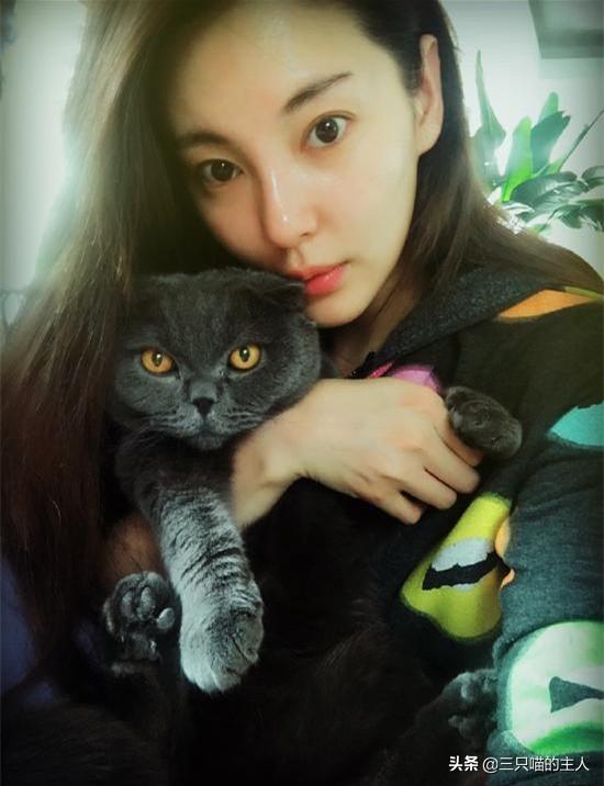 可爱猫咪萌宠图片:哪位女明星家的小猫咪最可爱？