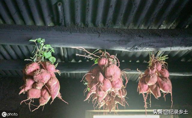 红薯这样保存放半年也不烂，红薯怎么保存，多少温度最好