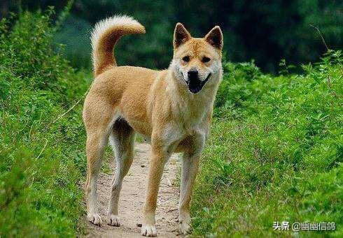 狗狗健康成长100问:我刚刚抱养一只土狗，需要注意什么？怎样让狗狗健康成长？