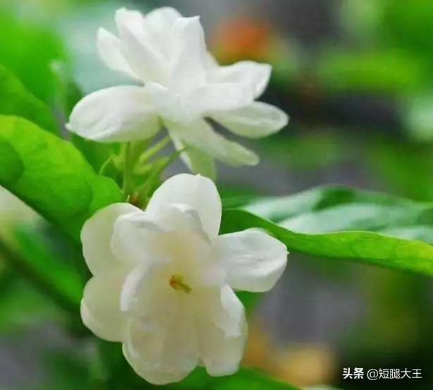 室内养非洲茉莉开花吗:盆栽的茉莉花养室内怎么才容易开花？