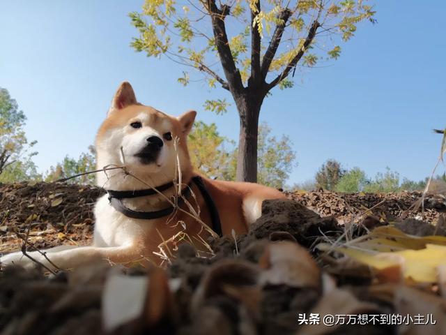 安贝犬粮价格:想请问下家里有养猫养狗的，都吃什么牌子的宠物粮，价位在多少？