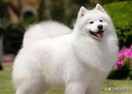 泪痕:狗狗的泪痕怎样才能洗去？