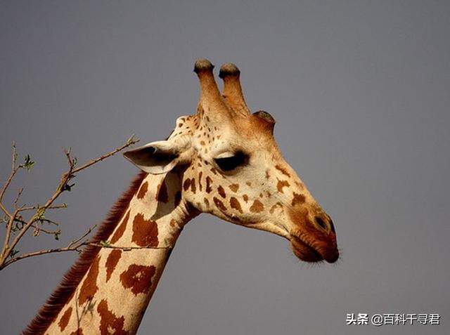 霍加狓:长颈鹿打架见过没，为何是那种方式？