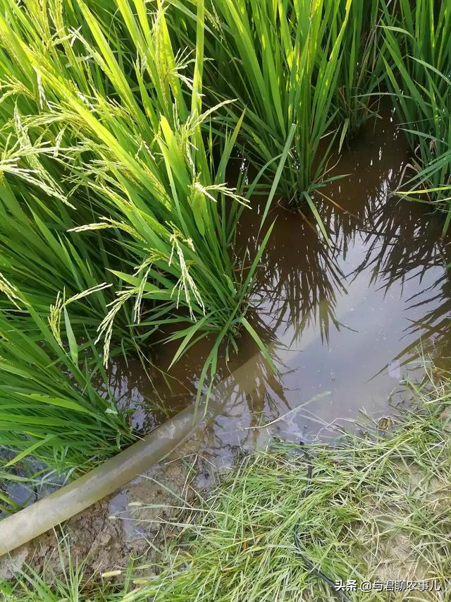 头条问答 - 水稻的灌浆期,还可以施肥吗?(19个回答)