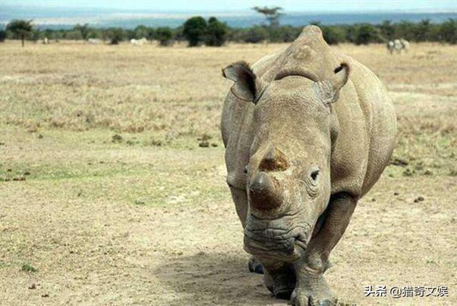 世界上有哪些数量稀少的动物