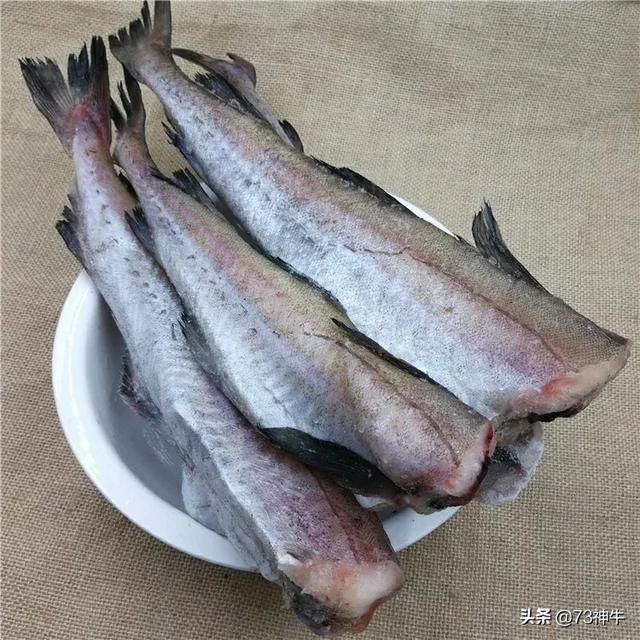 深海巨腹鱼在哪钓:深圳最流行的海钓是什么玩法？每次出钓费用大概多少？
